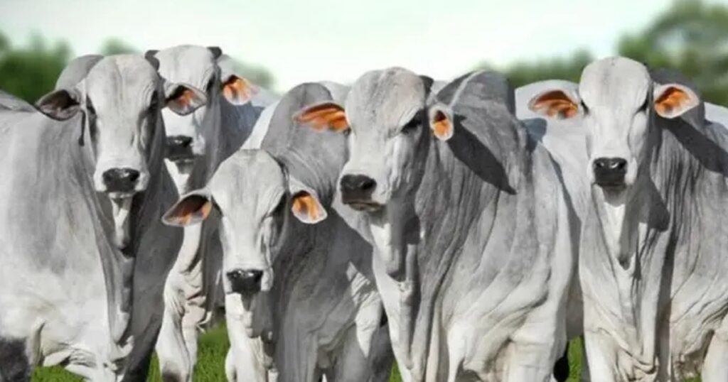Genética bovina