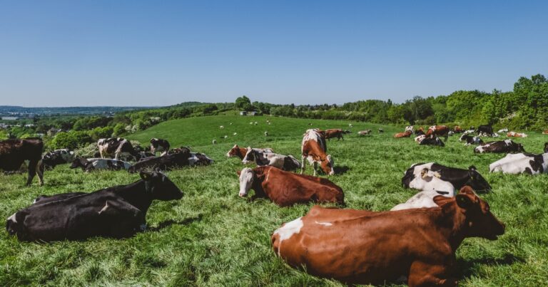 Recuperação de pastagens e ILPF ganham força como estratégias para o futuro da pecuária