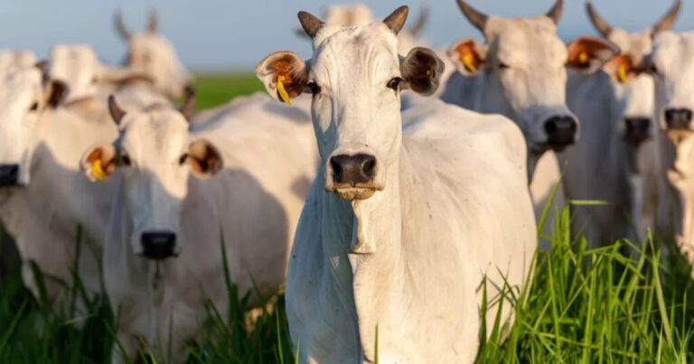 VBP da agropecuária deve alcançar R$ 1,49 trilhão em 2025