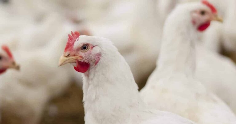 Produção de carne de frango deve alcançar recorde em 2026, aponta Conab
