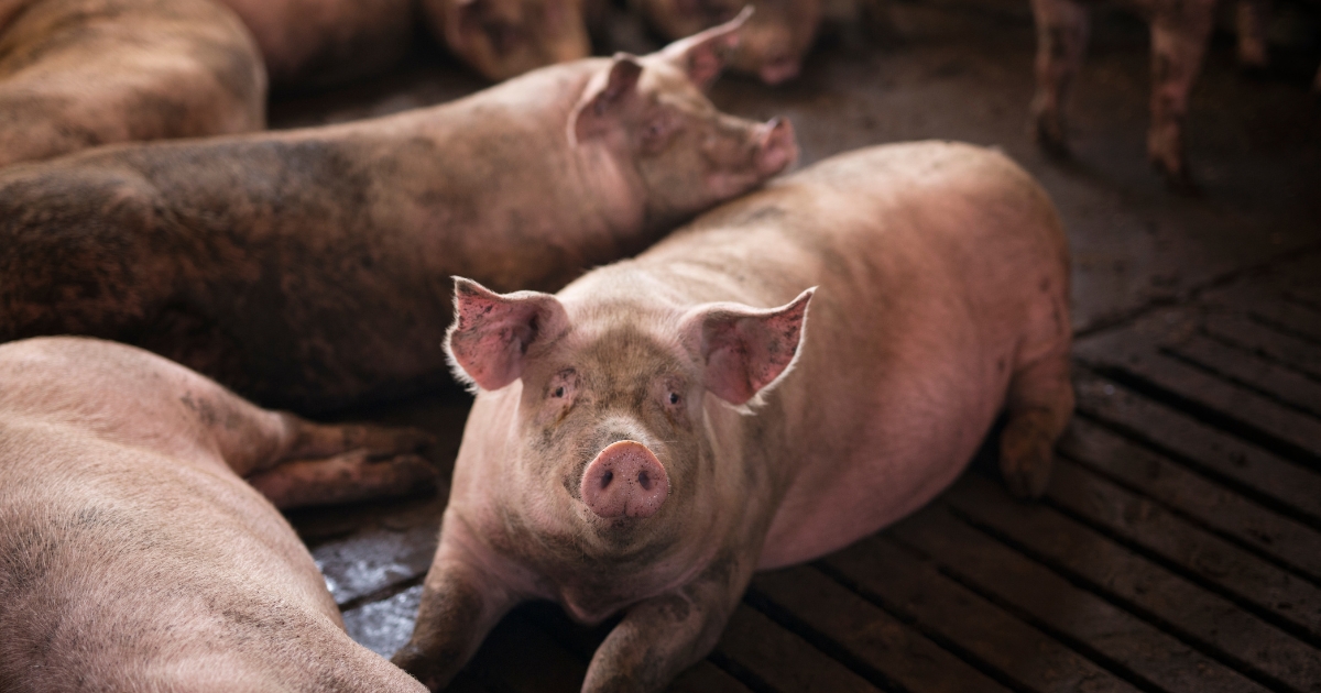 VI WorkPork Suinco