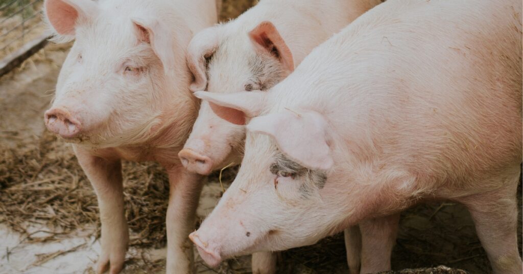 VI WorkPork Suinco
