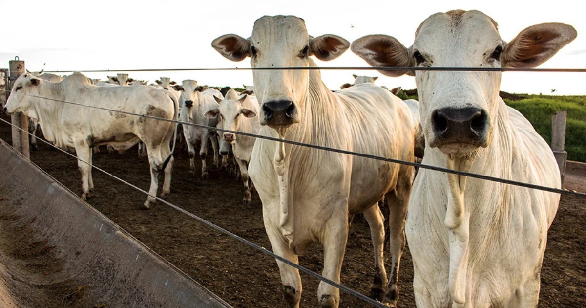 Pecuária brasileira pode reduzir emissões em até 92,6%