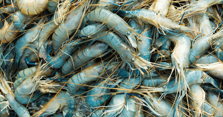 Interiorização da carcinicultura é prioridade para o avanço da aquicultura