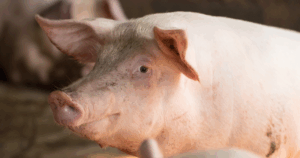 Bolsa de Suínos de SP mantém R$ 175 pela 10ª semana e movimenta 19,3 mil animais