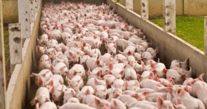 APCS NEWS: Bolsa de Suínos