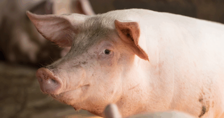 Bolsa de Suínos de SP mantém R$ 175 pela 10ª semana e movimenta 19,3 mil animais