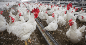 Avicultura: precisão, bem-estar e a era da zootecnia preditiva