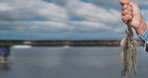 Carcinicultura potiguar