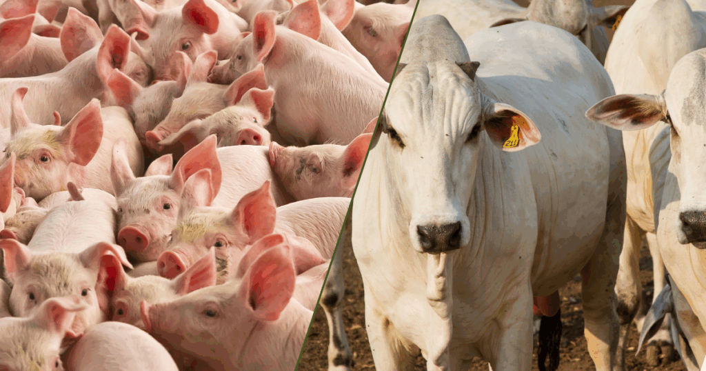 bovinocultura,suinocultura,mercado de carnes