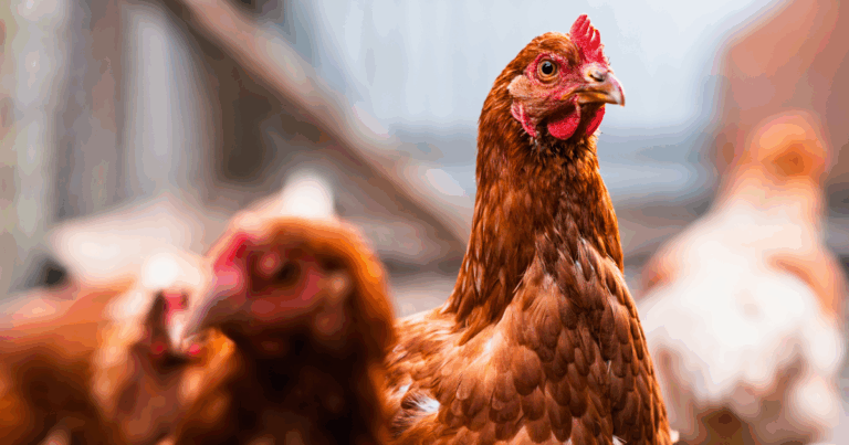 Carne de frango mantém trajetória de alta e se aproxima dos níveis pré-gripe aviária
