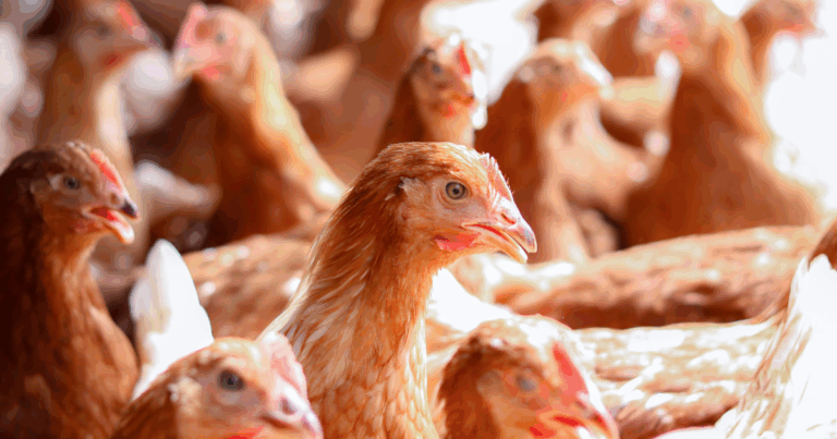 Paraná retira carnes de aves cozidas da Substituição Tributária e aumenta competitividade do setor