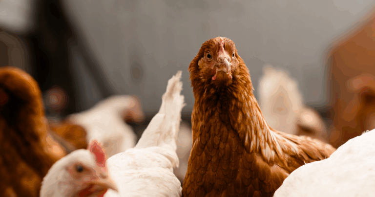 Rio Grande do Sul impulsiona exportações de carne de frango com aumento de 8,8% em outubro de 2025