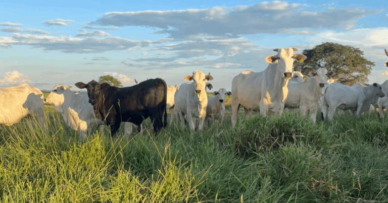 Terceirizar a gestão da fazenda de pecuária é viável?