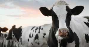 Estresse térmico na pecuária leiteira: aspectos técnicos e alternativas de manejo