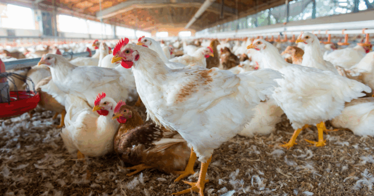 Abate de aves e suínos cresce no 3º trimestre, aponta IBGE