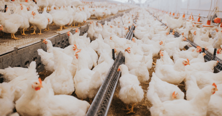 Estratégias nutricionais ajudam a manter o desempenho das aves em períodos de calor intenso