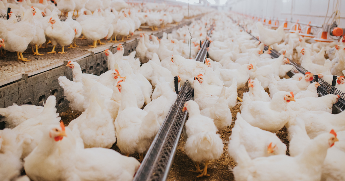ADM,nutrição animal,avicultura