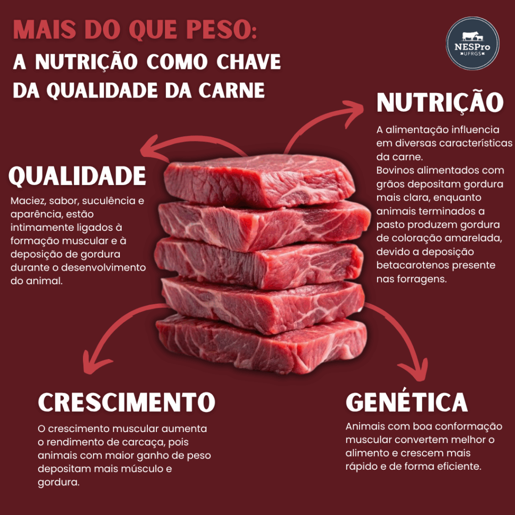 qualidade da carne,verão