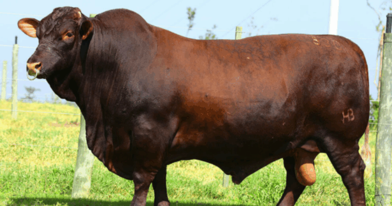 Desempenho de 20@ aos 15 meses impulsiona uso do Santa Gertrudis no cruzamento industrial
