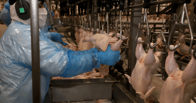 Reabertura do mercado chinês impulsiona exportações de frango do Paraná
