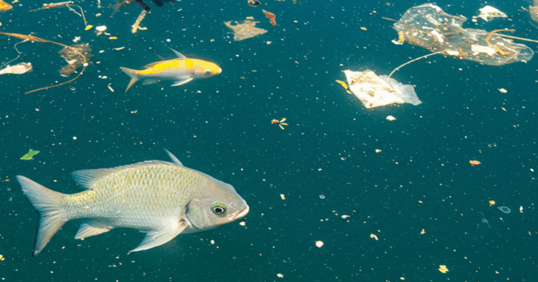 Aquecimento global potencializa toxicidade de microplásticos e metais pesados em peixes
