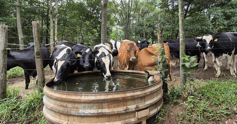 Produção leiteira sob pressão hídrica: manejo e clima afetam pegada hídrica