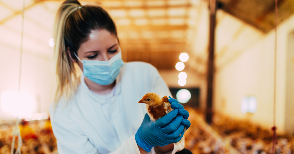 Avicultura,Doença de Newscastle,Influenza Aviária