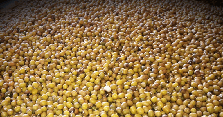 Projeção inicial do IBGE indica queda de 3,7% na produção de grãos em 2026