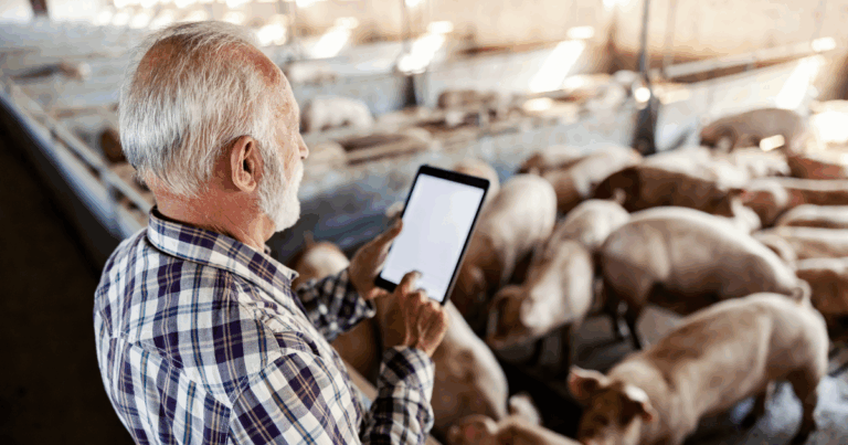 Novo aplicativo amplia assistência técnica digital a suinocultores familiares