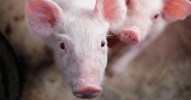 Exportações de carne suína seguem em ritmo histórico, enquanto mercado interno recua em outubro
