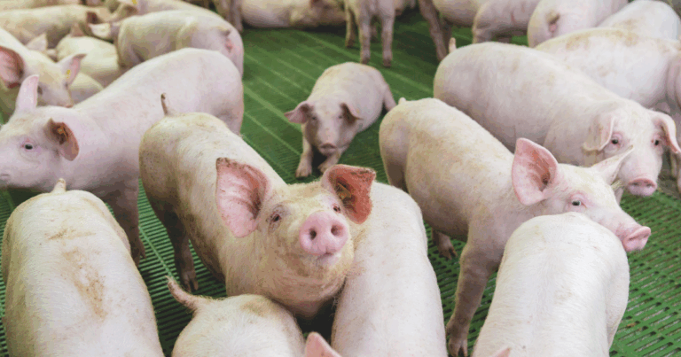 Suinocultura sustentável: como pequenas e médias granjas estão se reinventando