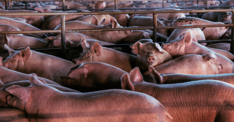 Exportações de carne suína crescem 10,1% em outubro e registram segundo melhor resultado da história