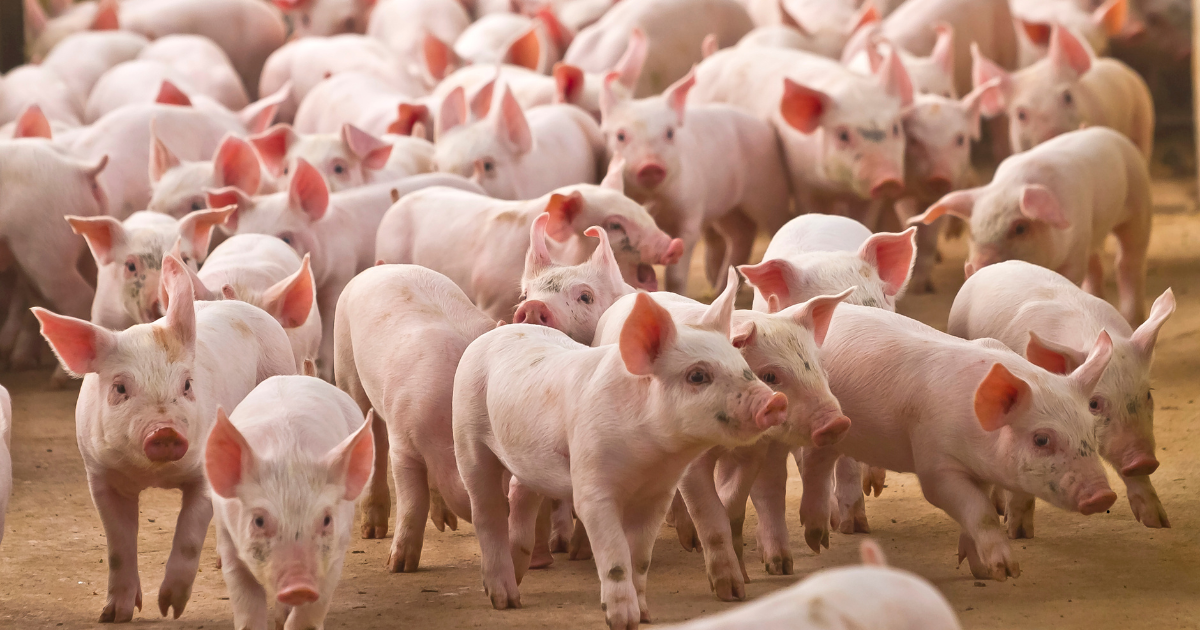 manejo,topigs