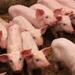 Bem-estar animal e uso racional de antimicrobianos pautam encontro técnico no Espírito Santo