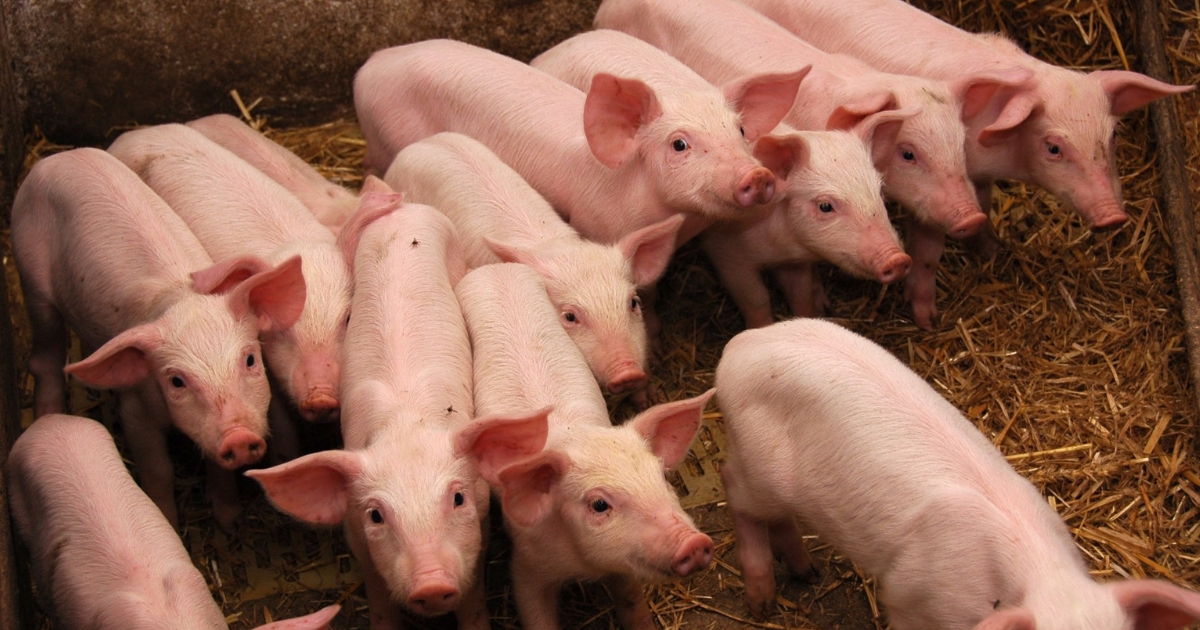 bem-estar animal na suinocultura