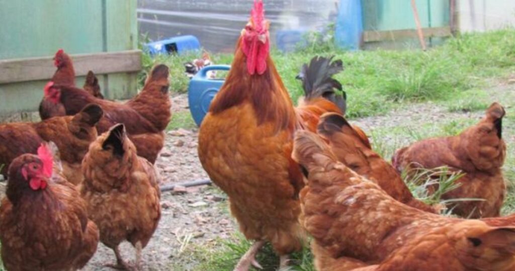 fibras na nutrição de aves