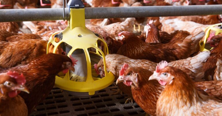 Fibras melhoram saúde intestinal e desempenho de aves poedeiras