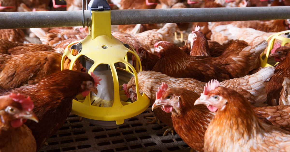 fibras na nutrição de aves