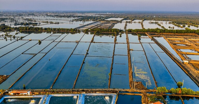 Aquicultura encerra 2025 com expansão, segurança jurídica e avanço em políticas estruturantes