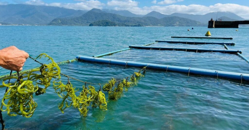 aquicultura brasileira