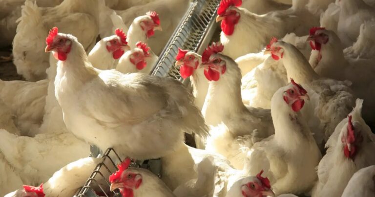 Mercado de aves fecha 2025 estável e ração mais barata ajuda indústria