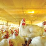 Avicultura inicia 2026 com ambiente favorável