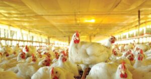 Avicultura inicia 2026 com ambiente favorável