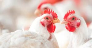 Exportações de carne de frango totalizam 434,9 mil tons em novembro