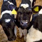 Tecnologia reduz mortalidade de bezerras e redefine o manejo da pecuária leiteira em Minas