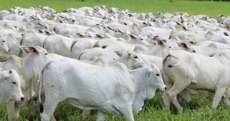 Eficiência e propósito: o caminho para uma nova Pecuária de Cria no Brasil