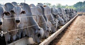 Oferta restrita sustenta preços do boi gordo no início de dezembro