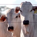 A reversão do ciclo pecuário: até quando soprarão ventos favoráveis à cria?