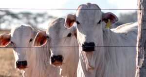 Pecuária enfrenta cenário desafiador, mas mantém oportunidades no médio prazo